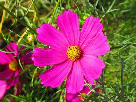 EYƃZbgł߂낤IޗǌŃRXX߂̋LTlC