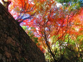 ԂƉ̋IsER蒬uωiR萹Vjv̍gt̋LTlC