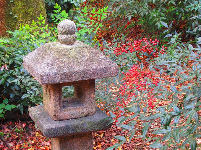 �z�̌��ɉf����g�t