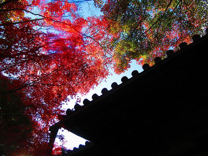 �z�̌��ɉf����g�t