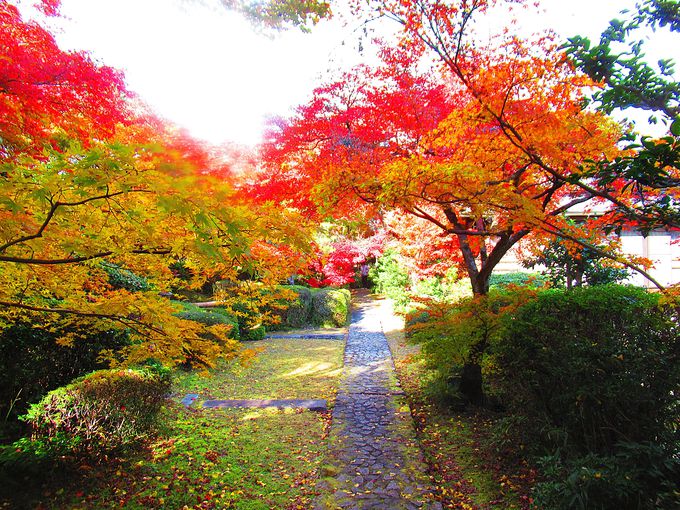 �F�����₩�ȋ����̍g�t