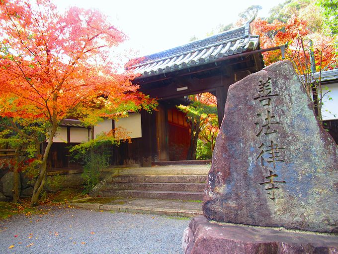 �������R�Ƃ䂩��́u�P�@�����v