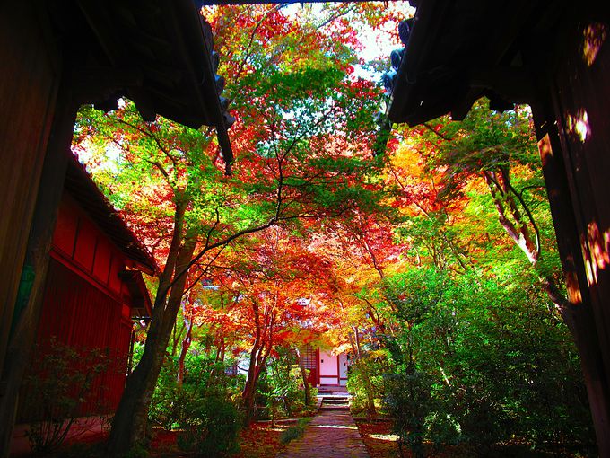 �F�����₩�ȋ����̍g�t