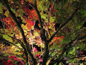 zIȖ̍gt\Iޗǌsu\_Ёv̌Ղ̋LTlC