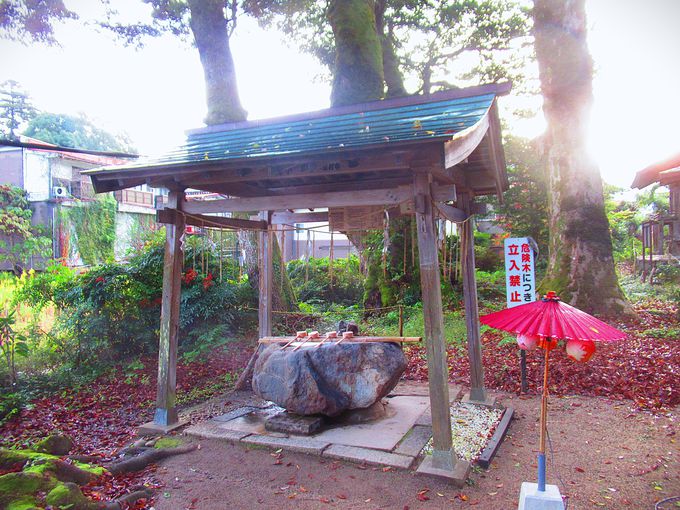 ���˔\��i���W�E����j�������萅��