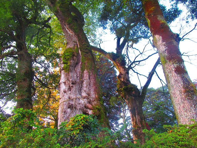 ���؂�����������Бp