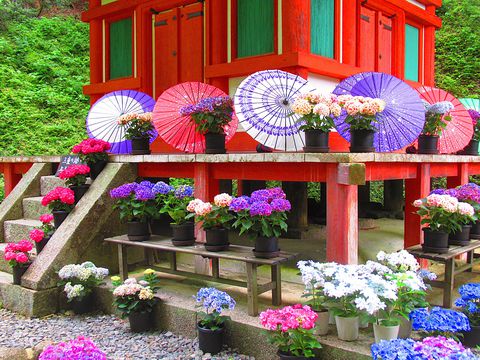 ������Â炵���A�W�T�C�̖����I���s�{�ؒÐ�s�u��D���v�̋L���T���l�C��