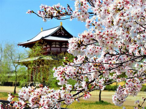 華やかな天平時代との共演！奈良の世界遺産「平城宮跡」の桜