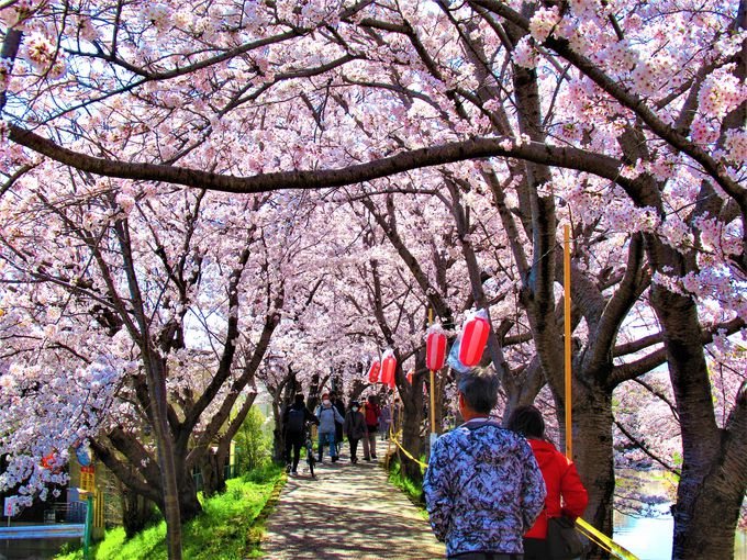 人が行き交う桜のトンネル