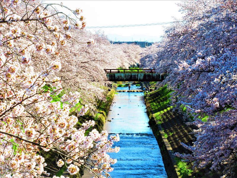 延々と続く光景は圧巻！奈良市「佐保川の桜並木」