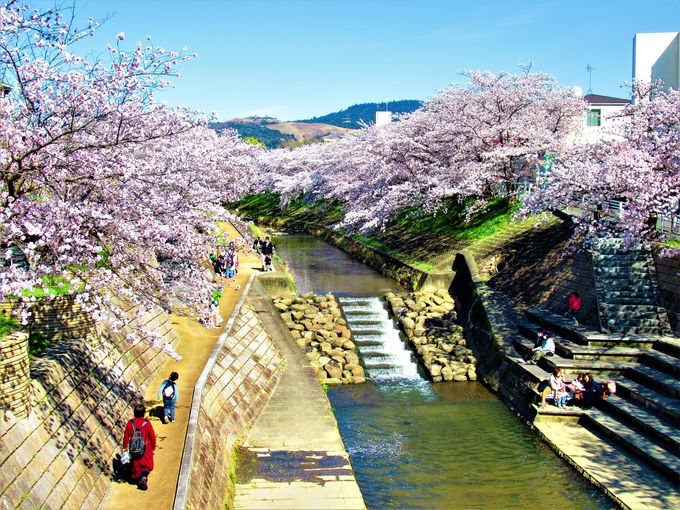 河川敷からも眺めよう！奈良市立佐保川小学校前の桜並木