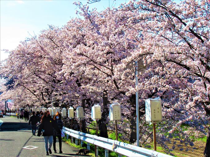 河川敷からも眺めよう！奈良市立佐保川小学校前の桜並木