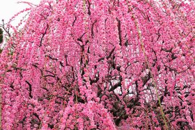 Ԃ̊yAɒWH́u킶Ԃւv߂낤I̋LTlC