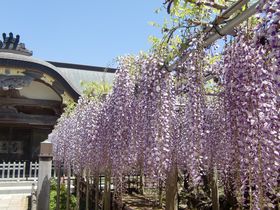 「臥龍の藤」は紫の滝！千葉県銚子市妙福寺の満開の藤が圧巻！