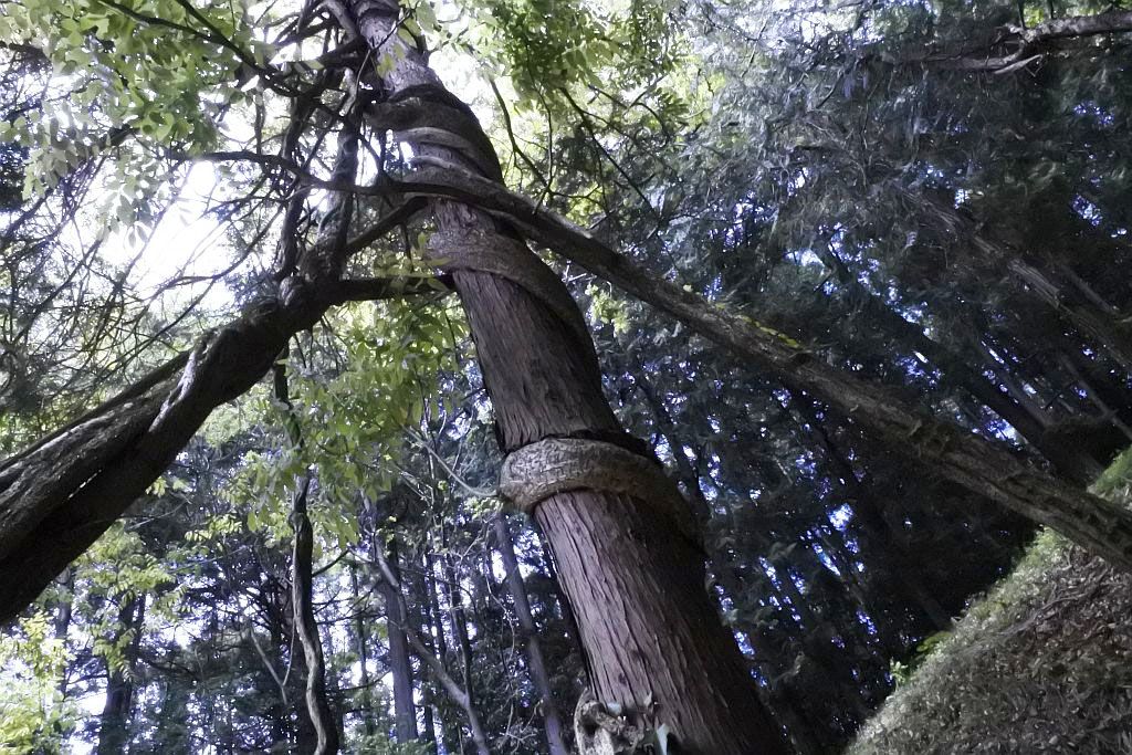 ޖ؂˂؂邩̂悤ȓ̐