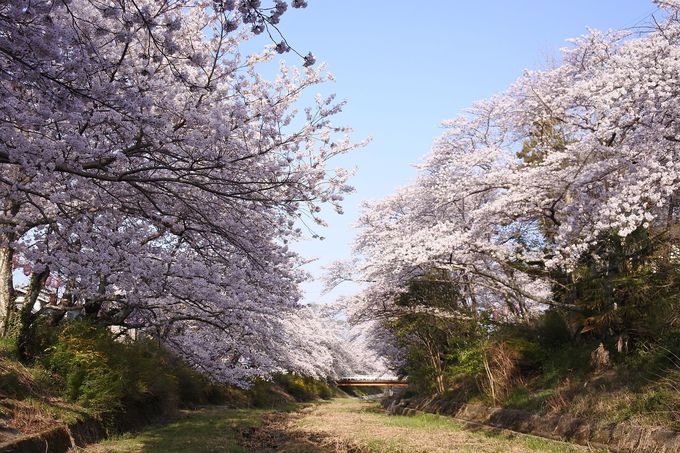 桜の絶景に静かに浸る 京都府井手町「玉川堤」の桜並木