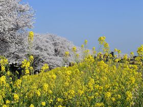 桜と菜の花の鮮やか春コラボ！埼玉「熊谷桜堤」は駅近お花見名所