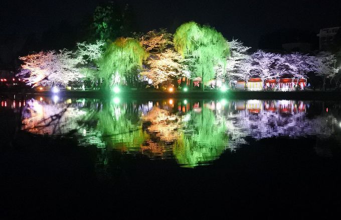 湖面に輝く夜桜ライトアップ！千葉「八鶴湖」の桜は優しくも艶やか