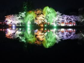 湖面に輝く夜桜ライトアップ！千葉「八鶴湖」の桜は優しくも艶やか