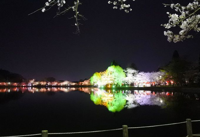 湖面に輝く夜桜ライトアップ 千葉 八鶴湖 の桜は優しくも艶やか 千葉県 トラベルjp 旅行ガイド