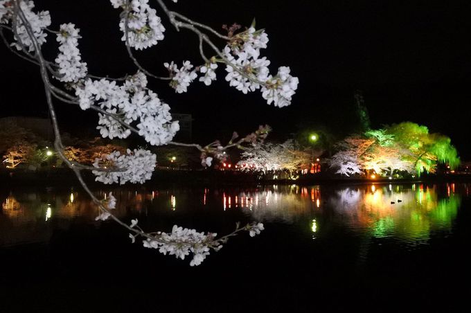 湖面に輝く夜桜ライトアップ 千葉 八鶴湖 の桜は優しくも艶やか 千葉県 トラベルjp 旅行ガイド