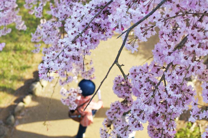 お花見シーズンが1か月！茨城「常陸風土記の丘」の桜は三度満開に！