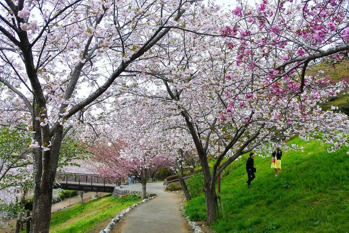 お花見シーズンが1か月 茨城 常陸風土記の丘 の桜は三度満開に 茨城県 トラベルjp 旅行ガイド