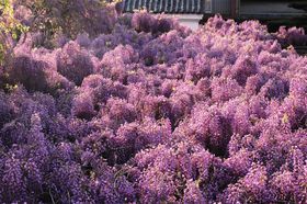 �X�Ȃ��ɏt�����̓��_�C ���u�M�B�h�̖�c���v�͖��Ƃ��މԊ��̋L���T���l�C��