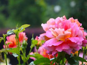 里山の緑に包まれて 埼玉「滝ノ入ローズガーデン」の薔薇が華やかに
