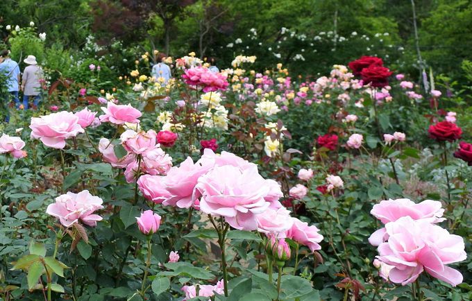 里山の緑に包まれて 埼玉 滝ノ入ローズガーデン の薔薇が華やかに 埼玉県 トラベルjp 旅行ガイド