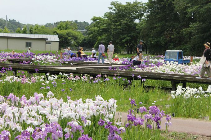 東北随一のあやめ園で約800種のあやめが咲き誇る