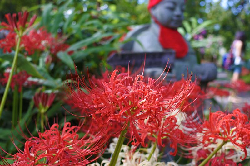 鮮烈な赤と静謐の石仏に心つかまれる 群馬「常楽寺」の彼岸花