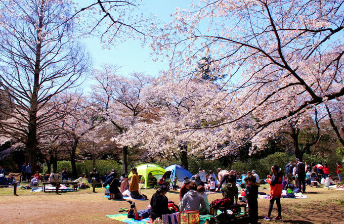 しっとり観賞派もわいわい宴会派もおいで 千葉 清水公園 で桜三昧 千葉県 トラベルjp 旅行ガイド