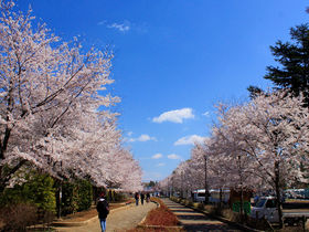 しっとり観賞派もわいわい宴会派もおいで！千葉「清水公園」で桜三昧