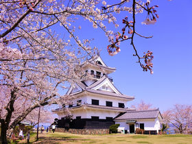 城・海・桜のコラボレーション！千葉「館山城」で春色絶景散歩