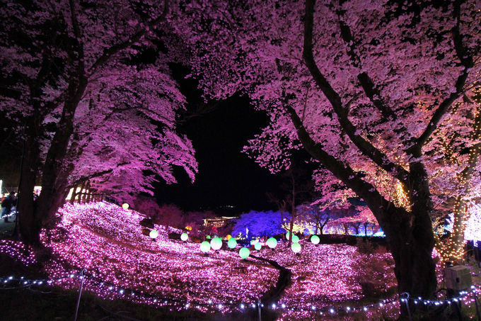 さがみ湖プレジャーフォレスト 夜桜イルミリオン は感動の幻想空間 神奈川県 Lineトラベルjp 旅行ガイド