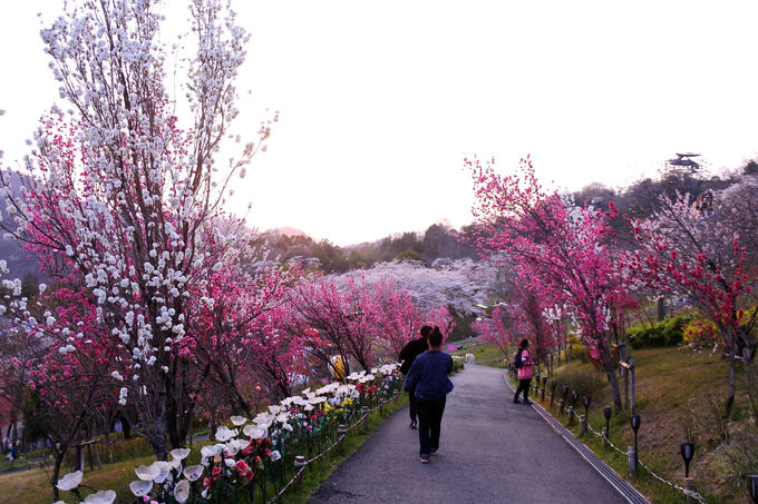 さがみ湖プレジャーフォレスト 夜桜イルミリオン は感動の幻想空間 神奈川県 トラベルjp 旅行ガイド