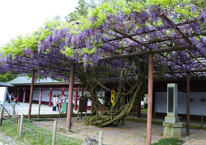 山がカラフルに花化粧 茨城 笠間つつじ公園 はgwが見頃 茨城県 トラベルjp 旅行ガイド