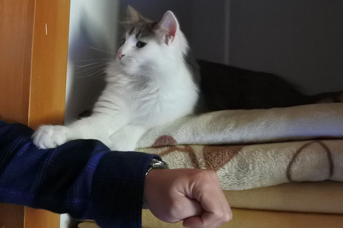 猫スタッフがおもてニャし 白浜 猫と過ごすバリ風民宿meong 和歌山県 トラベルjp 旅行ガイド