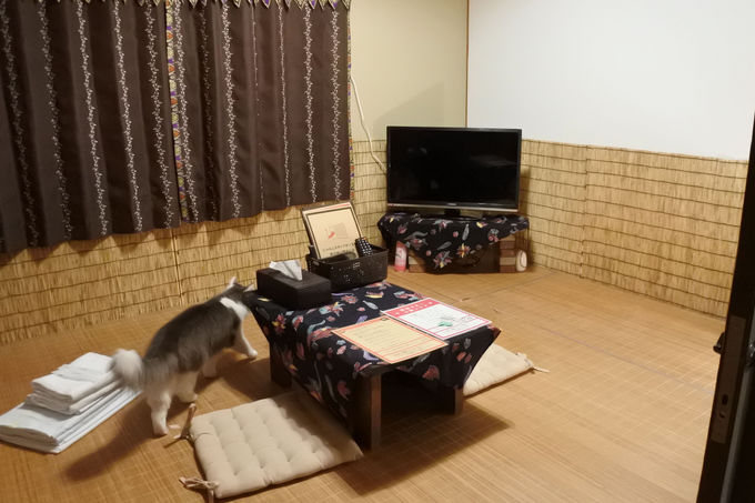 猫スタッフがおもてニャし 白浜 猫と過ごすバリ風民宿meong 和歌山県 トラベルjp 旅行ガイド