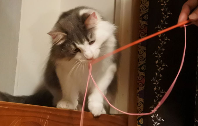 猫スタッフがおもてニャし 白浜 猫と過ごすバリ風民宿meong 和歌山県 トラベルjp 旅行ガイド