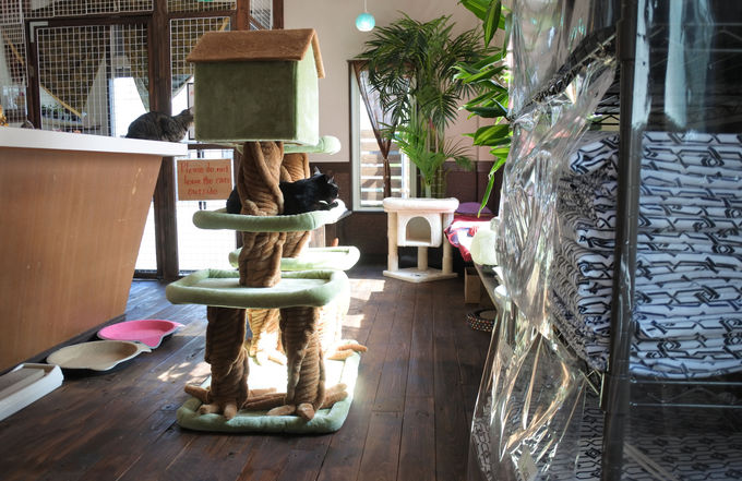 猫スタッフがおもてニャし 白浜 猫と過ごすバリ風民宿meong 和歌山県 トラベルjp 旅行ガイド