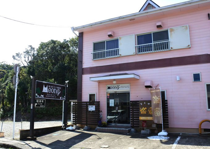 猫スタッフがおもてニャし 白浜 猫と過ごすバリ風民宿meong 和歌山県 トラベルjp 旅行ガイド