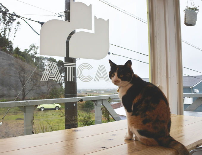 ニャンと添い寝も 千葉 ペンション アトカ で猫と過ごす休日 千葉県 トラベルjp 旅行ガイド