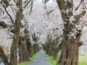 全長2km超！福井「足羽川桜並木」満開の桜のトンネルを歩いてみよう