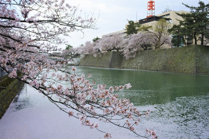 福井城址の桜も見事！「ふくい桜まつり」も楽しもう