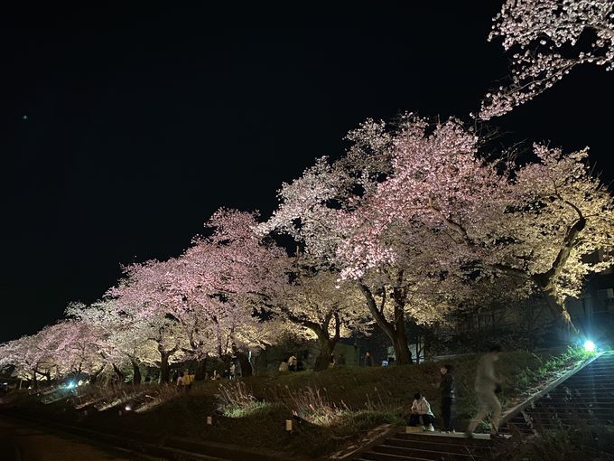 桜並木の幻想的なライトアップも