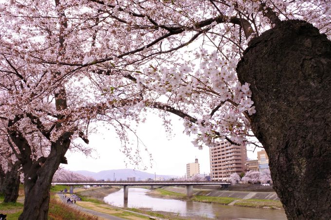 福井市の中心部を彩る圧巻の桜並木