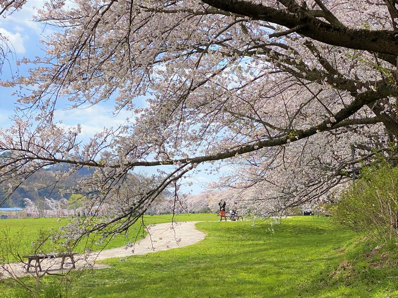 みちのく三大桜名所！岩手「北上展勝地」緑に映える桜並木が壮観