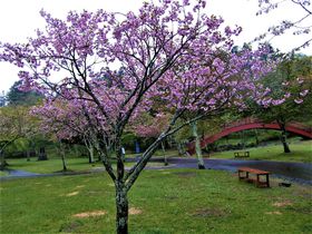 �u���R�Ɨ��j�̒��v�k�C���E����(��������)���֍s�����I�̋L���T���l�C��